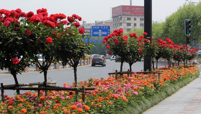 突破地域的限制，南北方皆可种植的树状月季，花期长，你不试试？