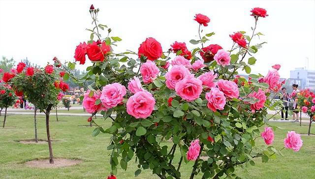 突破地域的限制，南北方皆可种植的树状月季，花期长，你不试试？