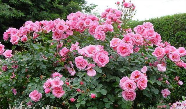 突破地域的限制，南北方皆可种植的树状月季，花期长，你不试试？