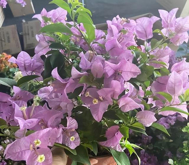 6种勤花三角梅，新手也能养爆花，现在养一盆，来年开满枝头