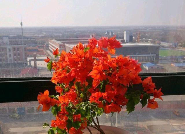 6种勤花三角梅，新手也能养爆花，现在养一盆，来年开满枝头