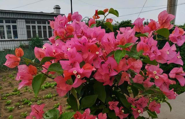 6种勤花三角梅，新手也能养爆花，现在养一盆，来年开满枝头