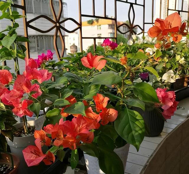 6种勤花三角梅，新手也能养爆花，现在养一盆，来年开满枝头