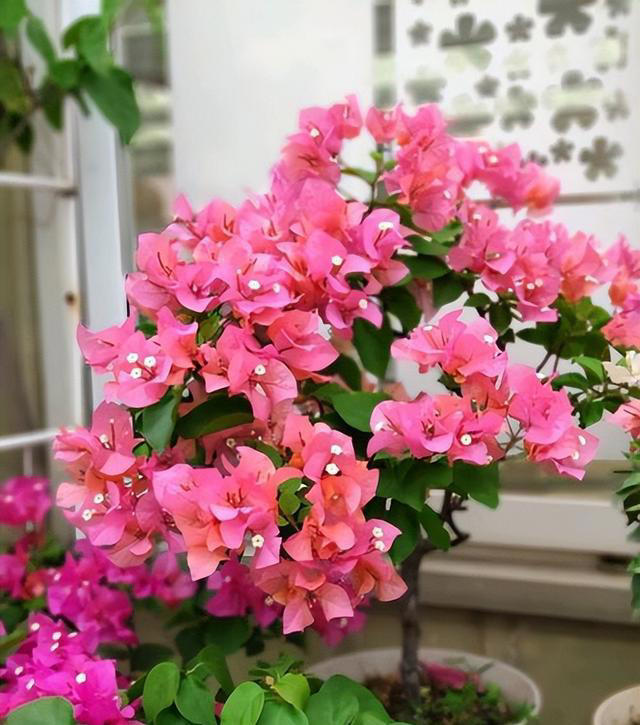 6种勤花三角梅，新手也能养爆花，现在养一盆，来年开满枝头