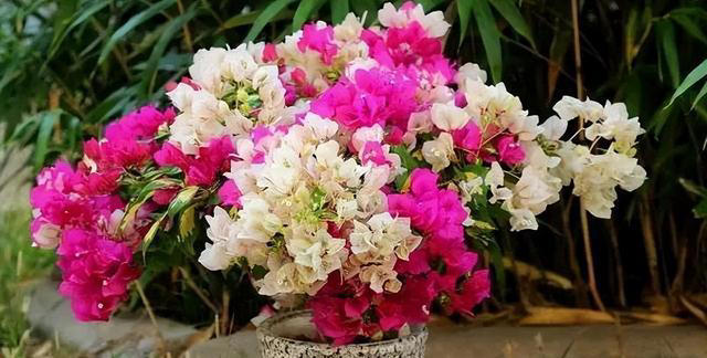 6种勤花三角梅，新手也能养爆花，现在养一盆，来年开满枝头