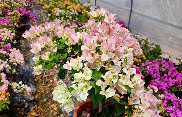 6种勤花三角梅，新手也能养爆花，现在养一盆，来年开满枝头