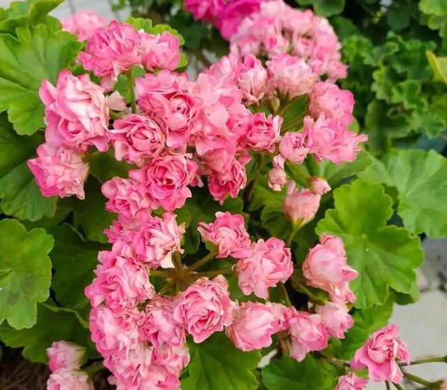 土壤变成“石头”，浇3种酸水松软像“面包”，养花就活