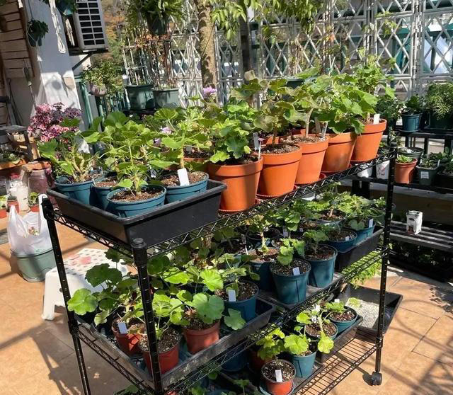 土壤变成“石头”，浇3种酸水松软像“面包”，养花就活