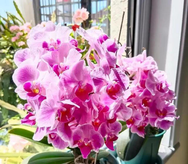 土壤变成“石头”，浇3种酸水松软像“面包”，养花就活