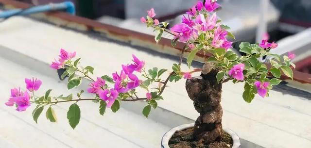 土壤变成“石头”，浇3种酸水松软像“面包”，养花就活