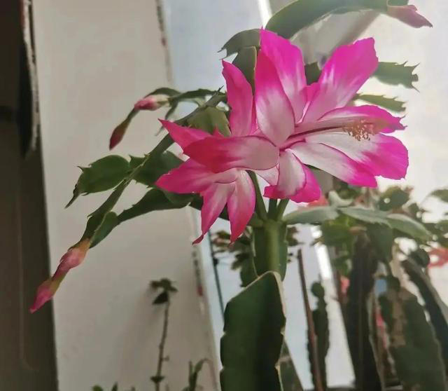 土壤变成“石头”，浇3种酸水松软像“面包”，养花就活