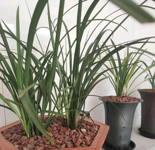 土壤变成“石头”，浇3种酸水松软像“面包”，养花就活