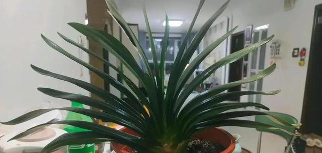 土壤变成“石头”，浇3种酸水松软像“面包”，养花就活