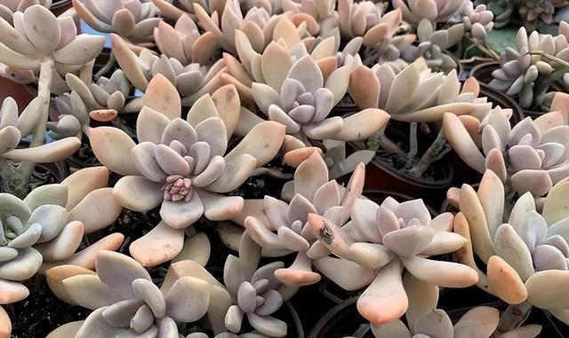 5种漂亮的懒人花，根系沾土就能活，长势强健开花美，值得拥有