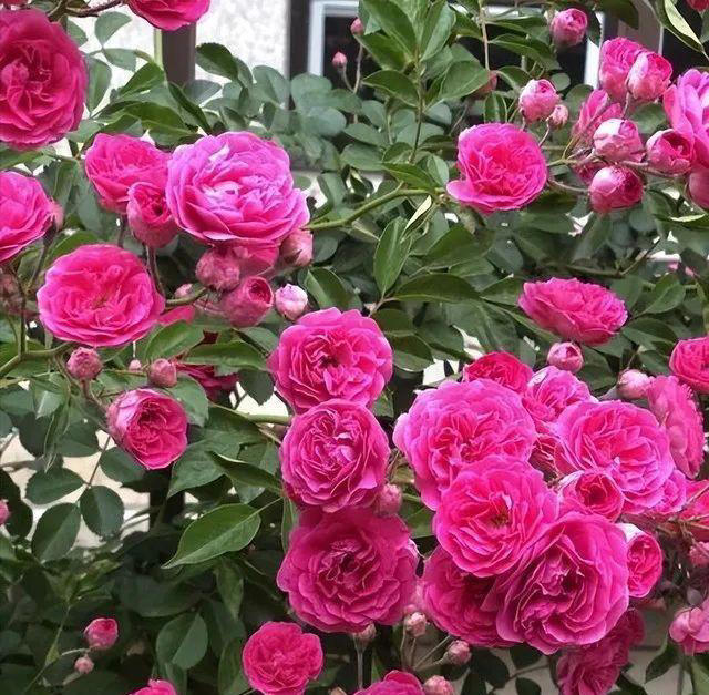 5种漂亮的懒人花，根系沾土就能活，长势强健开花美，值得拥有