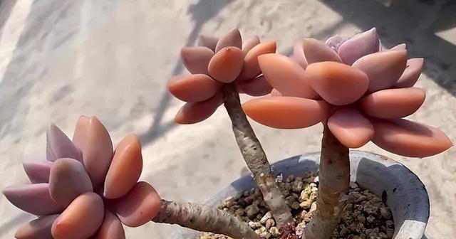 5种漂亮的懒人花，根系沾土就能活，长势强健开花美，值得拥有