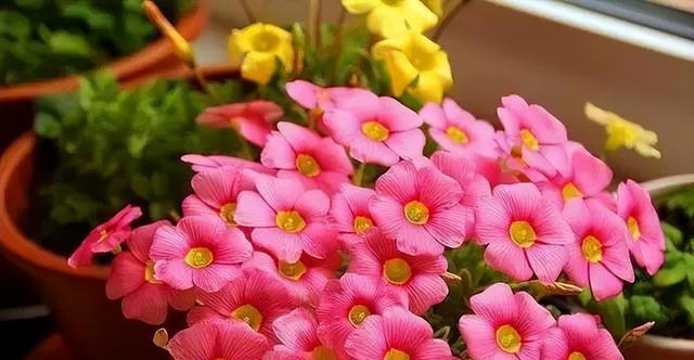 5种漂亮的懒人花，根系沾土就能活，长势强健开花美，值得拥有