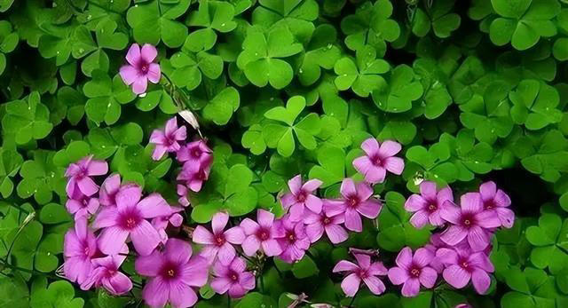 5种漂亮的懒人花，根系沾土就能活，长势强健开花美，值得拥有