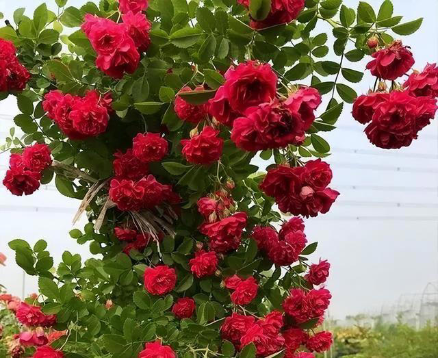 5种漂亮的懒人花，根系沾土就能活，长势强健开花美，值得拥有