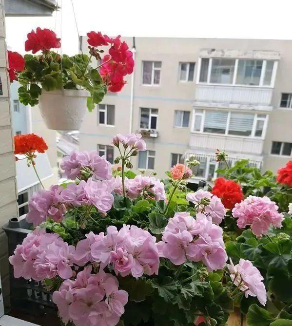 5种漂亮的懒人花，根系沾土就能活，长势强健开花美，值得拥有