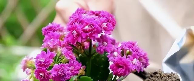 5种漂亮的懒人花，根系沾土就能活，长势强健开花美，值得拥有