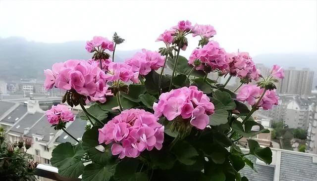 5种漂亮的懒人花，根系沾土就能活，长势强健开花美，值得拥有