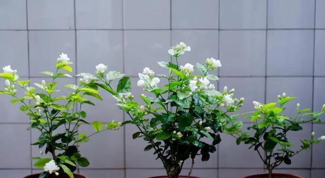 这3种花，讲究“养小不养老”，该淘汰就淘汰！