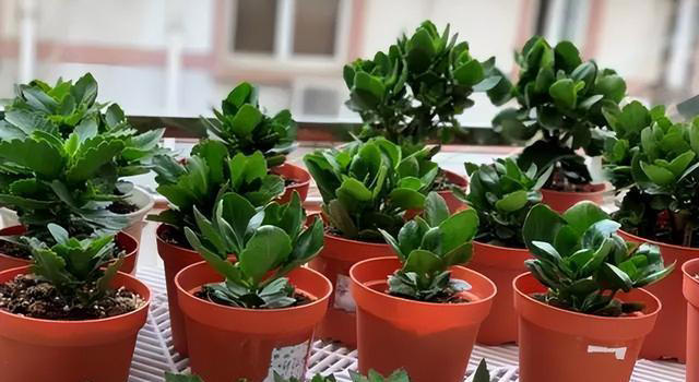 这3种花，讲究“养小不养老”，该淘汰就淘汰！