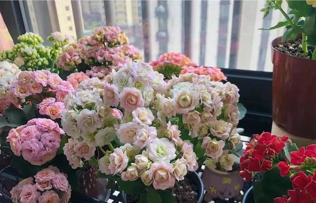 这3种花，讲究“养小不养老”，该淘汰就淘汰！