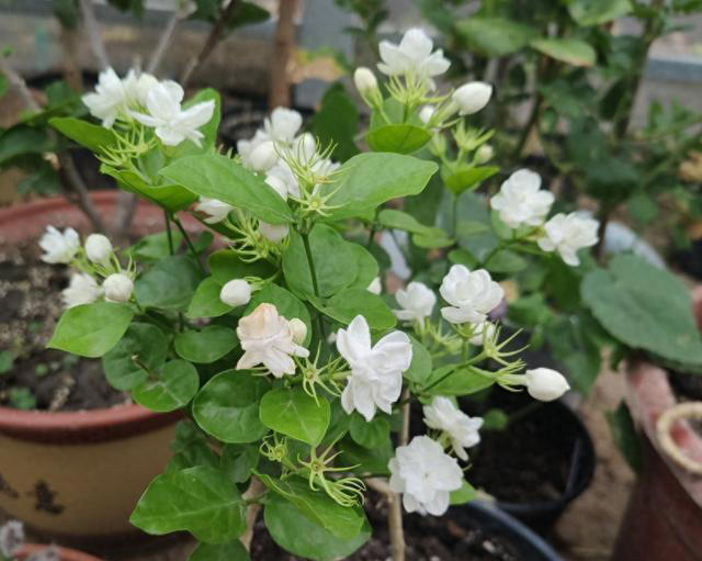 这3种花，讲究“养小不养老”，该淘汰就淘汰！