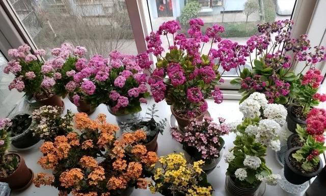 这3种花，讲究“养小不养老”，该淘汰就淘汰！