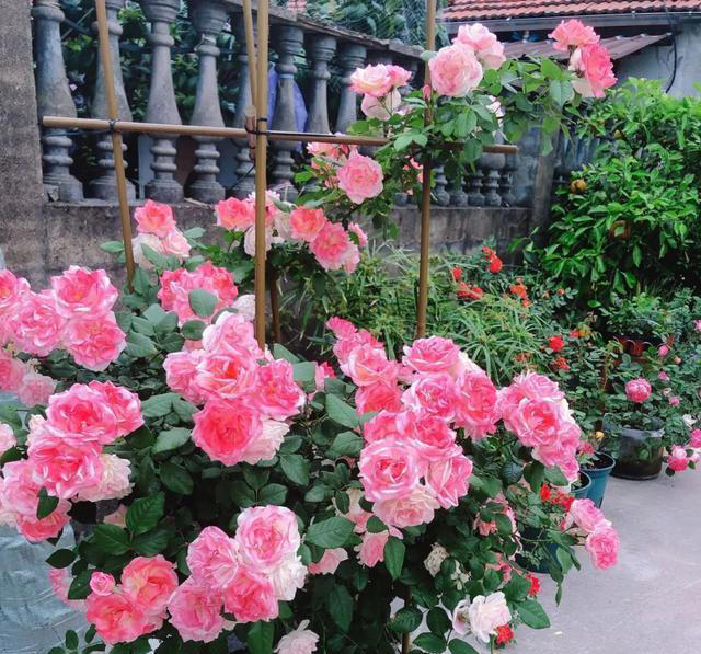 这3种花，讲究“养小不养老”，该淘汰就淘汰！