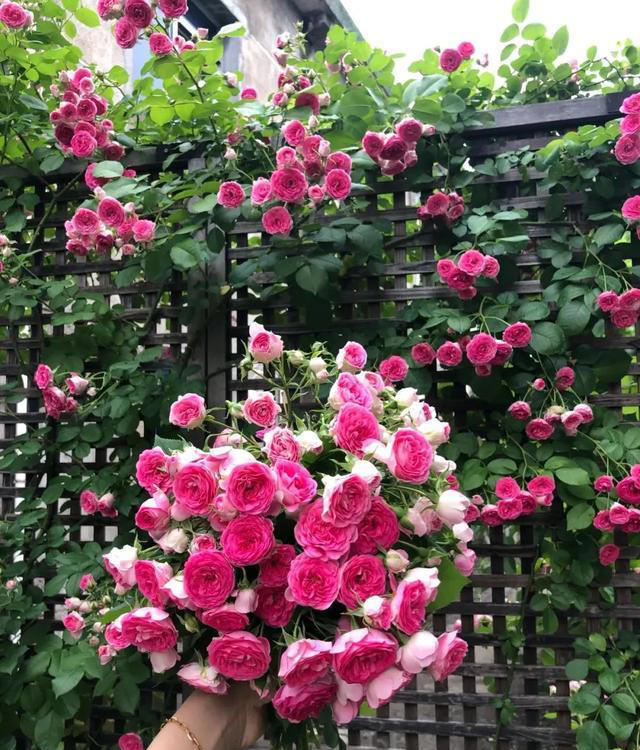 这3种花，讲究“养小不养老”，该淘汰就淘汰！