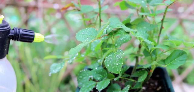 这3种花，讲究“养小不养老”，该淘汰就淘汰！