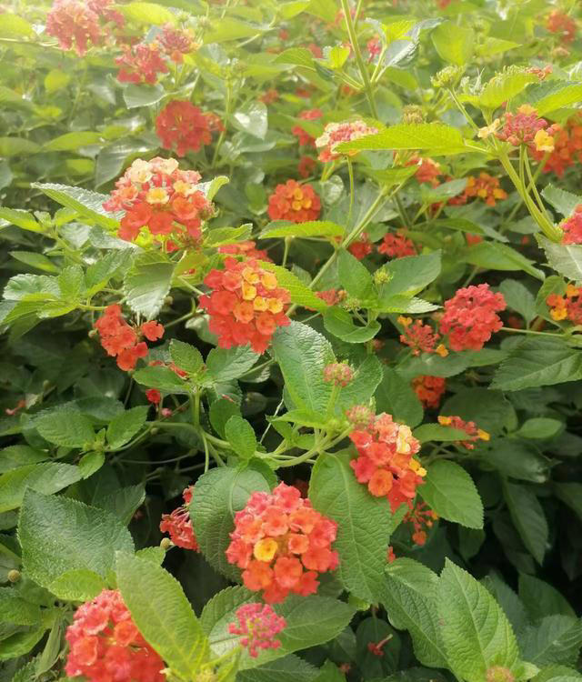 这5种“开花王”，春天开始开花，入冬了还没凋谢，适合新手养护