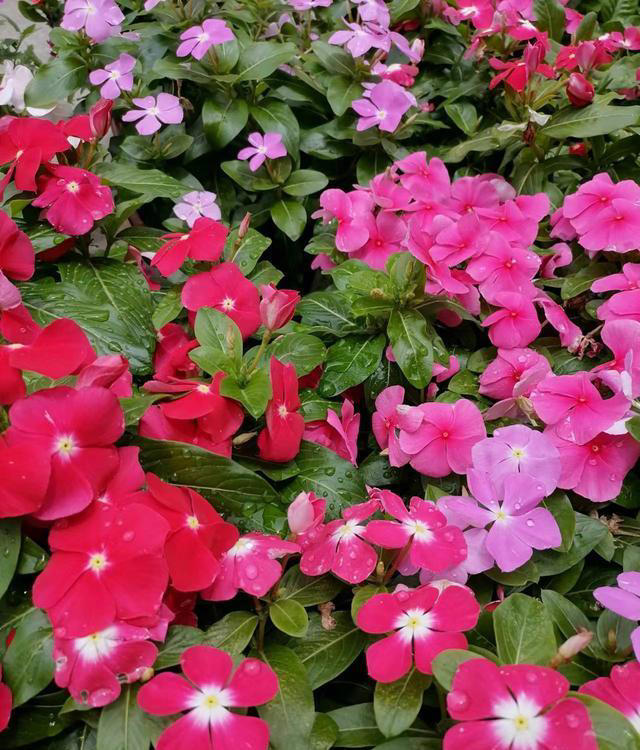 这5种“开花王”，春天开始开花，入冬了还没凋谢，适合新手养护