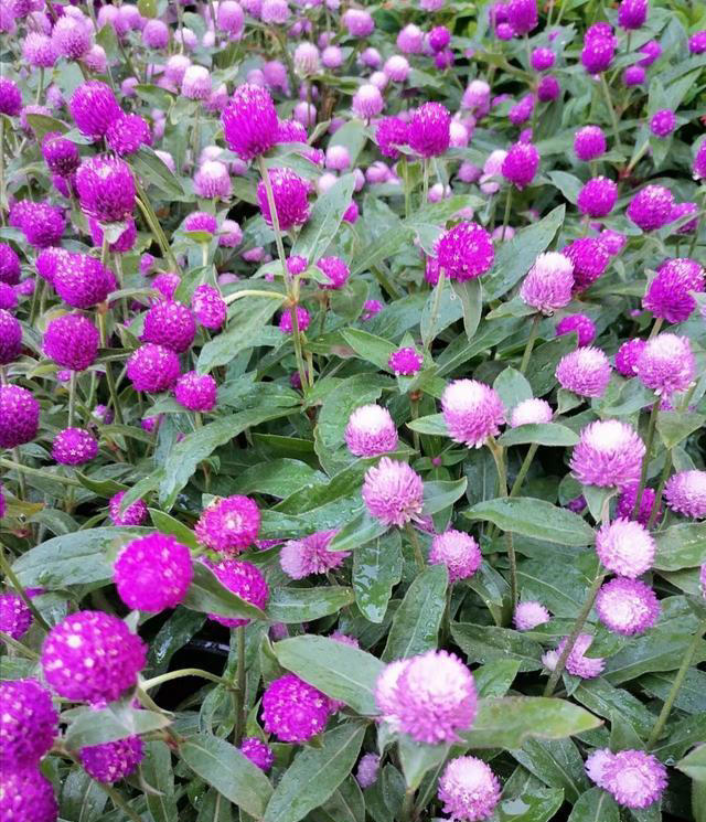 这5种“开花王”，春天开始开花，入冬了还没凋谢，适合新手养护