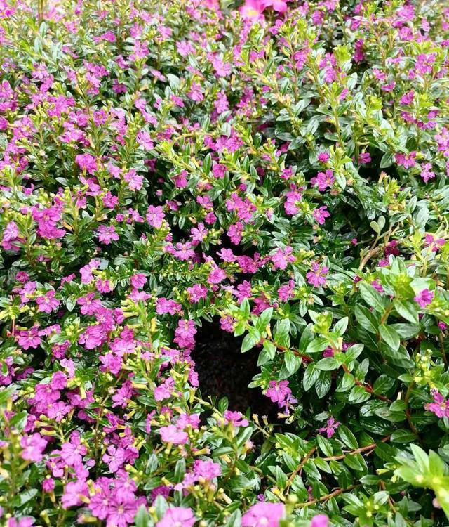 这5种“开花王”，春天开始开花，入冬了还没凋谢，适合新手养护