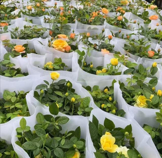 这5种“开花王”，春天开始开花，入冬了还没凋谢，适合新手养护