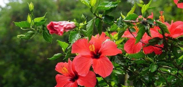 5款适合新手的“懒人花”，皮实好养爱开花，随便一养开满枝头