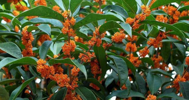 5款适合新手的“懒人花”，皮实好养爱开花，随便一养开满枝头