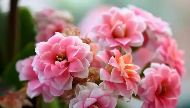 5款适合新手的“懒人花”，皮实好养爱开花，随便一养开满枝头