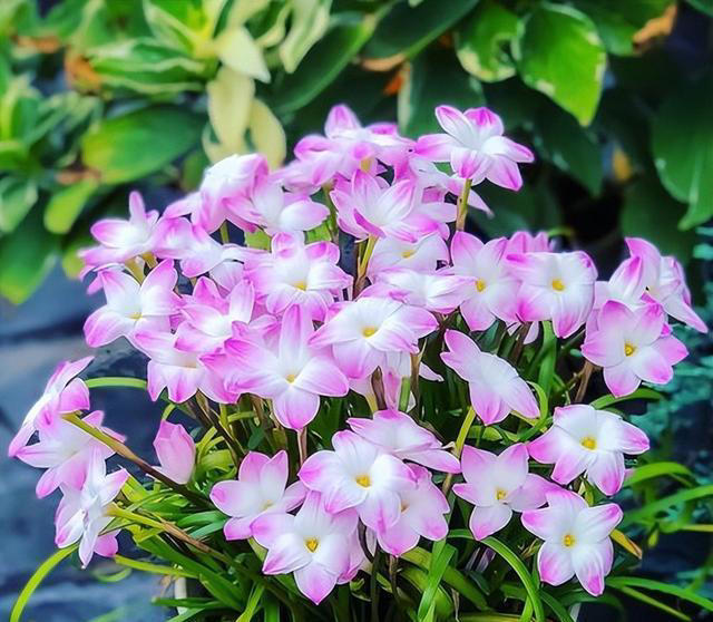 5款适合新手的“懒人花”，皮实好养爱开花，随便一养开满枝头