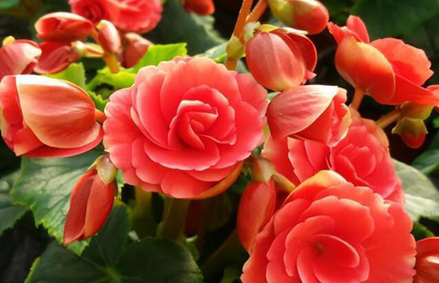 5款适合新手的“懒人花”，皮实好养爱开花，随便一养开满枝头