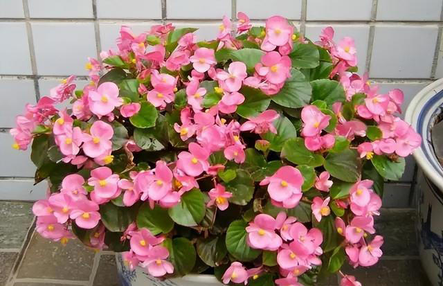 5款适合新手的“懒人花”，皮实好养爱开花，随便一养开满枝头