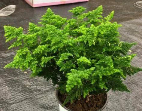 养花有四大喜好，一个也不能少，学以致用，就能葱郁繁茂花开不断