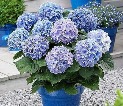 养花有四大喜好，一个也不能少，学以致用，就能葱郁繁茂花开不断