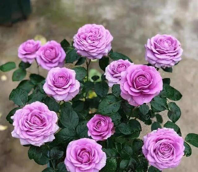 养花有四大喜好，一个也不能少，学以致用，就能葱郁繁茂花开不断