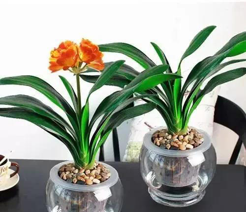 养花有四大喜好，一个也不能少，学以致用，就能葱郁繁茂花开不断