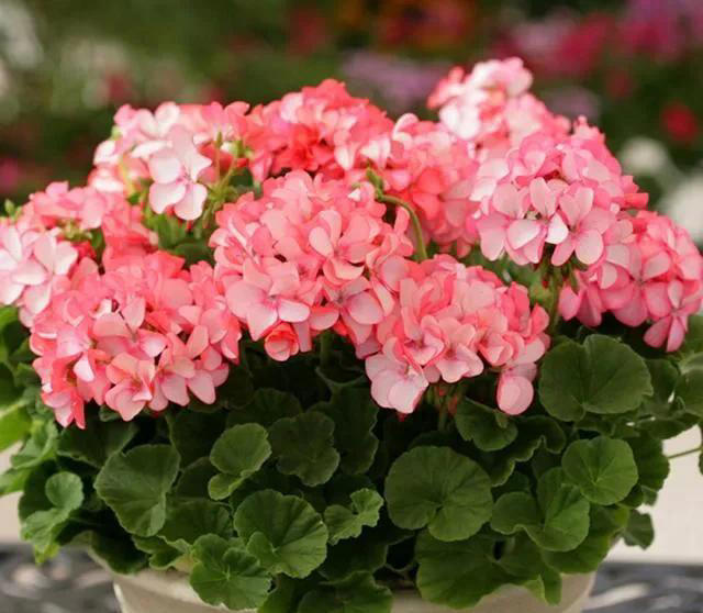 养花有四大喜好，一个也不能少，学以致用，就能葱郁繁茂花开不断